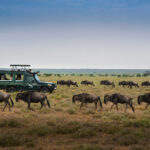 Highlights of my journey into the African bush: Tanzania